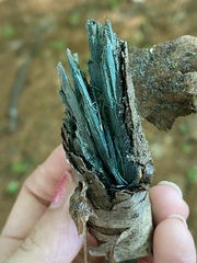 Chlorociboriaceae