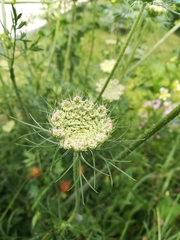 Daucus carota