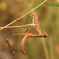 Sphodropoda quinquedens