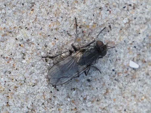 Steel-coloured Mudfly