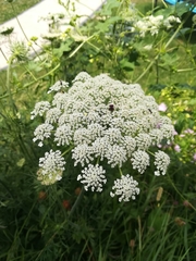 Daucus carota