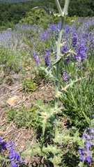 Echinops armatus