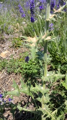 Echinops armatus