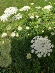 Daucus carota