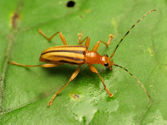 Metacmaeops vittata