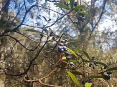 Tasmannia stipitata