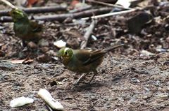 Microspingus cabanisi