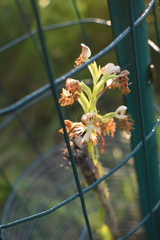 Platanthera leucophaea