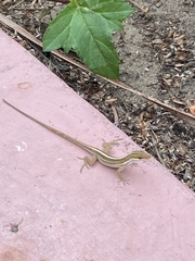 Anolis poncensis