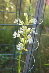 Platanthera leucophaea
