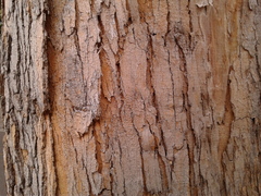 Citharexylum subflavescens