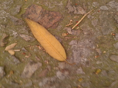 Citharexylum subflavescens