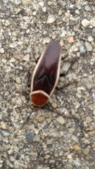 Pseudomops septentrionalis