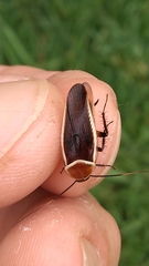 Pseudomops septentrionalis