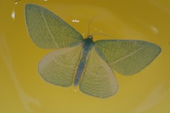 Chlorosea banksaria