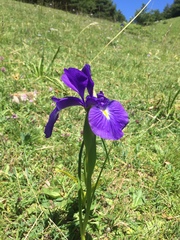 Iris latifolia