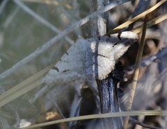 Digrammia ubiquitata