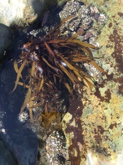 Prionitis lanceolata