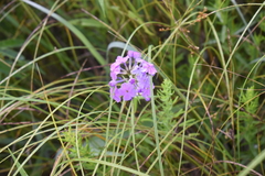 Phlox glaberrima interior