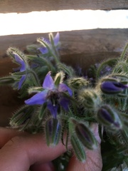 Borago