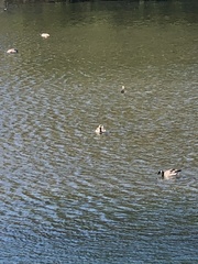 Branta canadensis