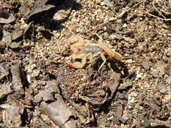 Paruroctonus arnaudi