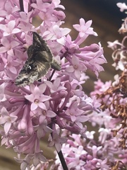 Autographa buraetica
