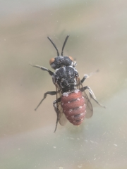 Holcopasites calliopsidis