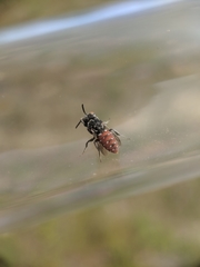 Holcopasites calliopsidis