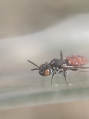 Holcopasites calliopsidis