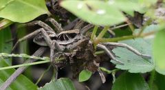 Schizocosa malitiosa