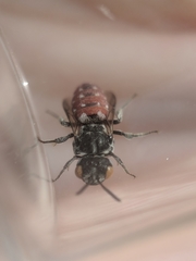 Holcopasites calliopsidis