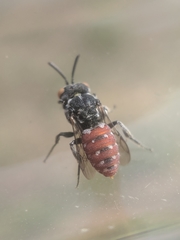 Holcopasites calliopsidis