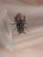 Holcopasites calliopsidis