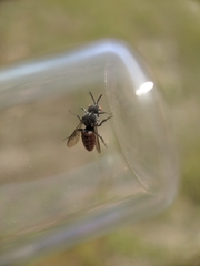 Holcopasites calliopsidis