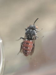 Holcopasites calliopsidis