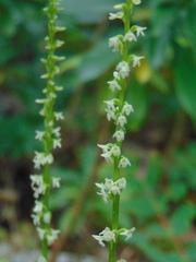 Platanthera ephemerantha