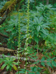 Platanthera ephemerantha