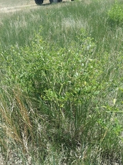 Pediomelum tenuiflorum