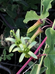 Passiflora viridiflora