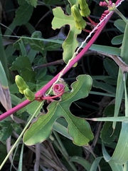 Passiflora viridiflora