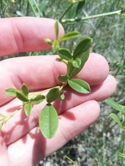 Pediomelum tenuiflorum