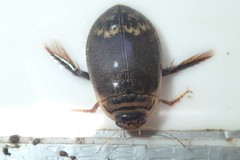 Acilius abbreviatus