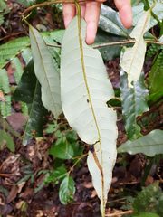 Virola allenii