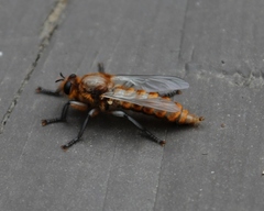 Laphria vultur