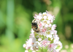 Trichiotinus affinis