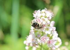 Trichiotinus affinis