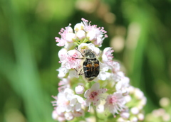 Trichiotinus affinis