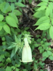Digitalis lutea