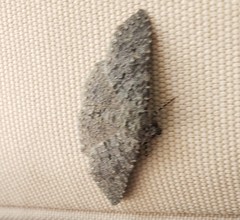 Digrammia gnophosaria